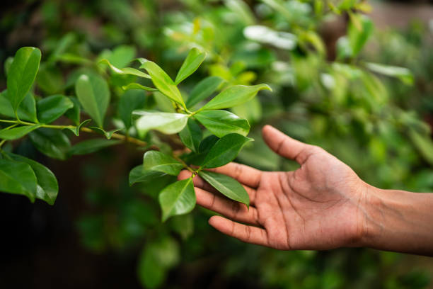 Best Storm Damage Tree Cleanup  in USA